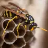 Urgent: Previously Unknown Parasitic Wasps Spreading Across U.S., Threatening Native Oak Gall Wasps