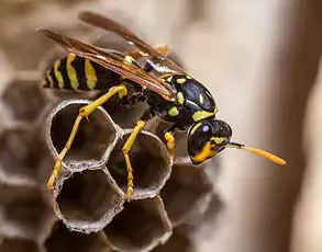 Urgent: Previously Unknown Parasitic Wasps Spreading Across U.S., Threatening Native Oak Gall Wasps